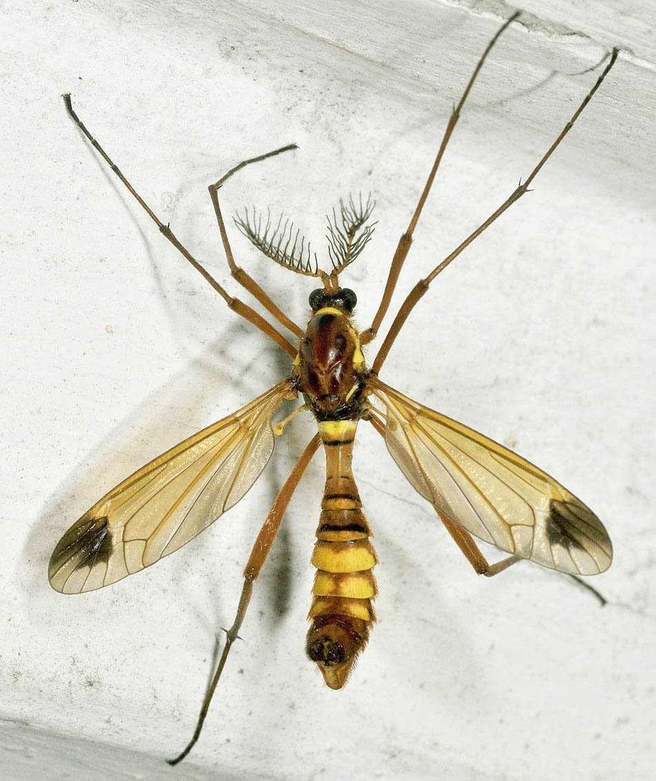 Tipulidae:  Ctenophora ornata e Ctenophora festiva